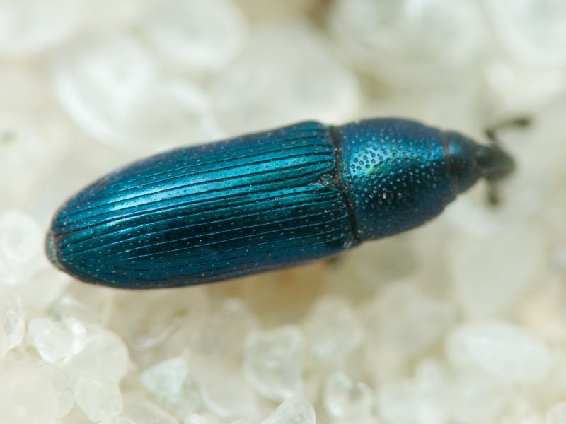 Aulacobaris janthina (Boheman, 1836)